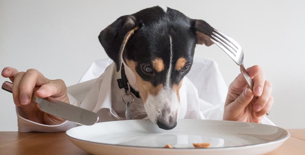 The Dog's Dinner: Dos and Don'ts