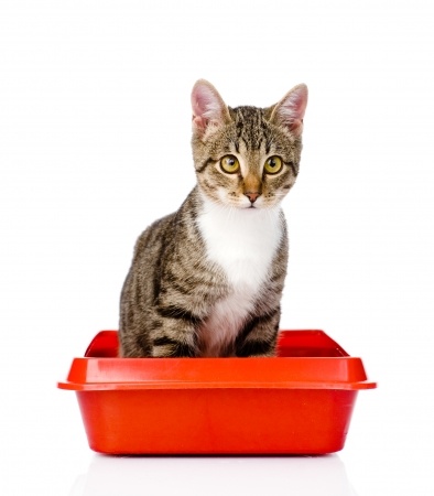 cat sat on red litter tray