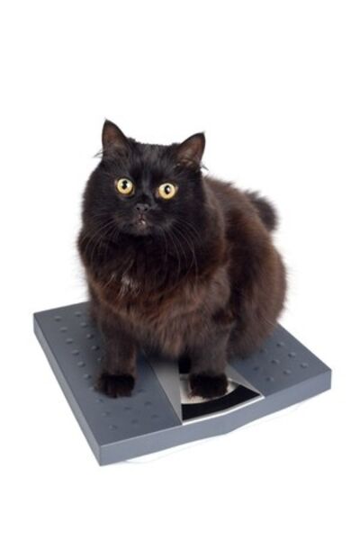 cat sat on weigh scales