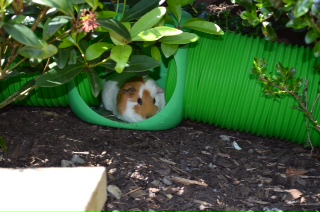 carrot chilling out in the sun