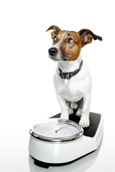 dog on weigh scales