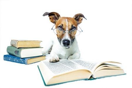 dog reading on white background