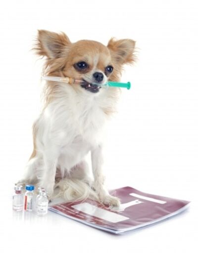 dog with vaccination in mouth on white background