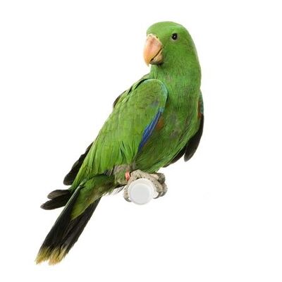 Green parrot on white background