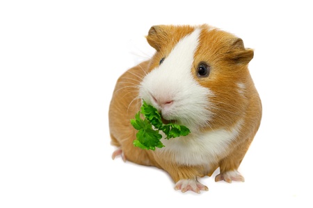 guinea pig eating