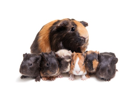 guinea pig mother with babies