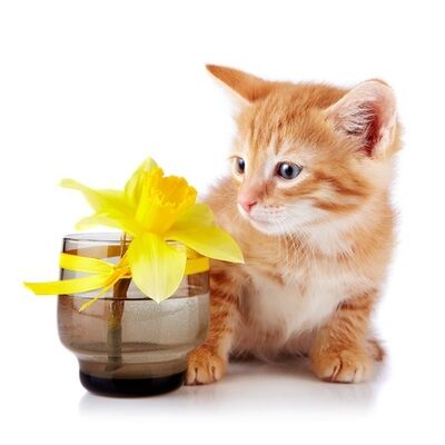 kitten with daffodil daisy street vets blackburn