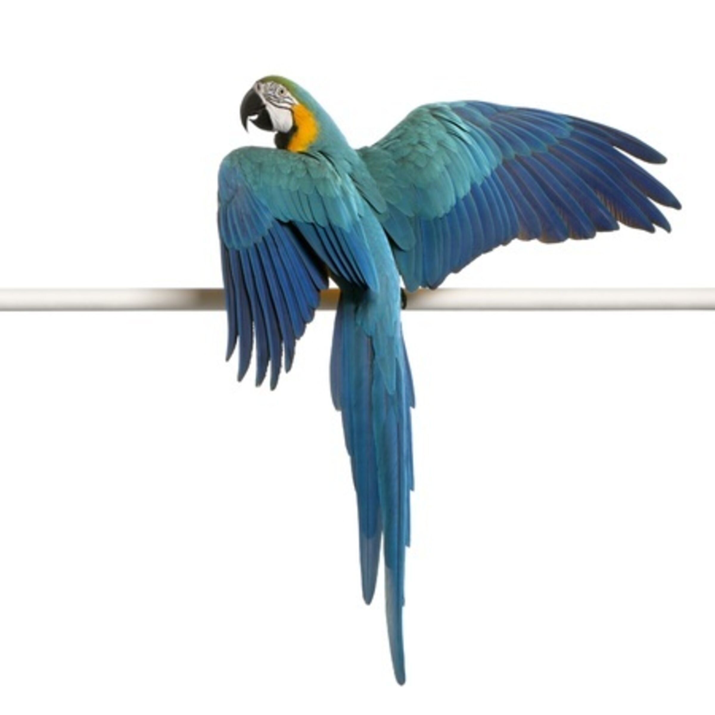 Parrot Wing Clipping Birds Birds & Exotics Animals Services Vets in Blackburn Daisy