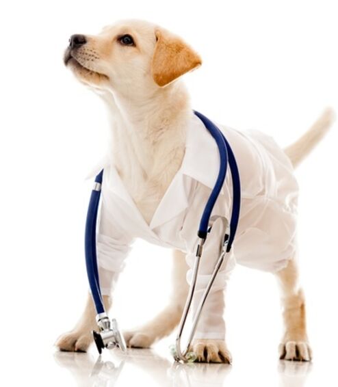 Puppy Vaccination Course Package