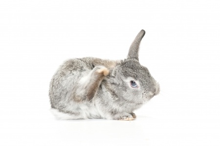 rabbit scratching on white background
