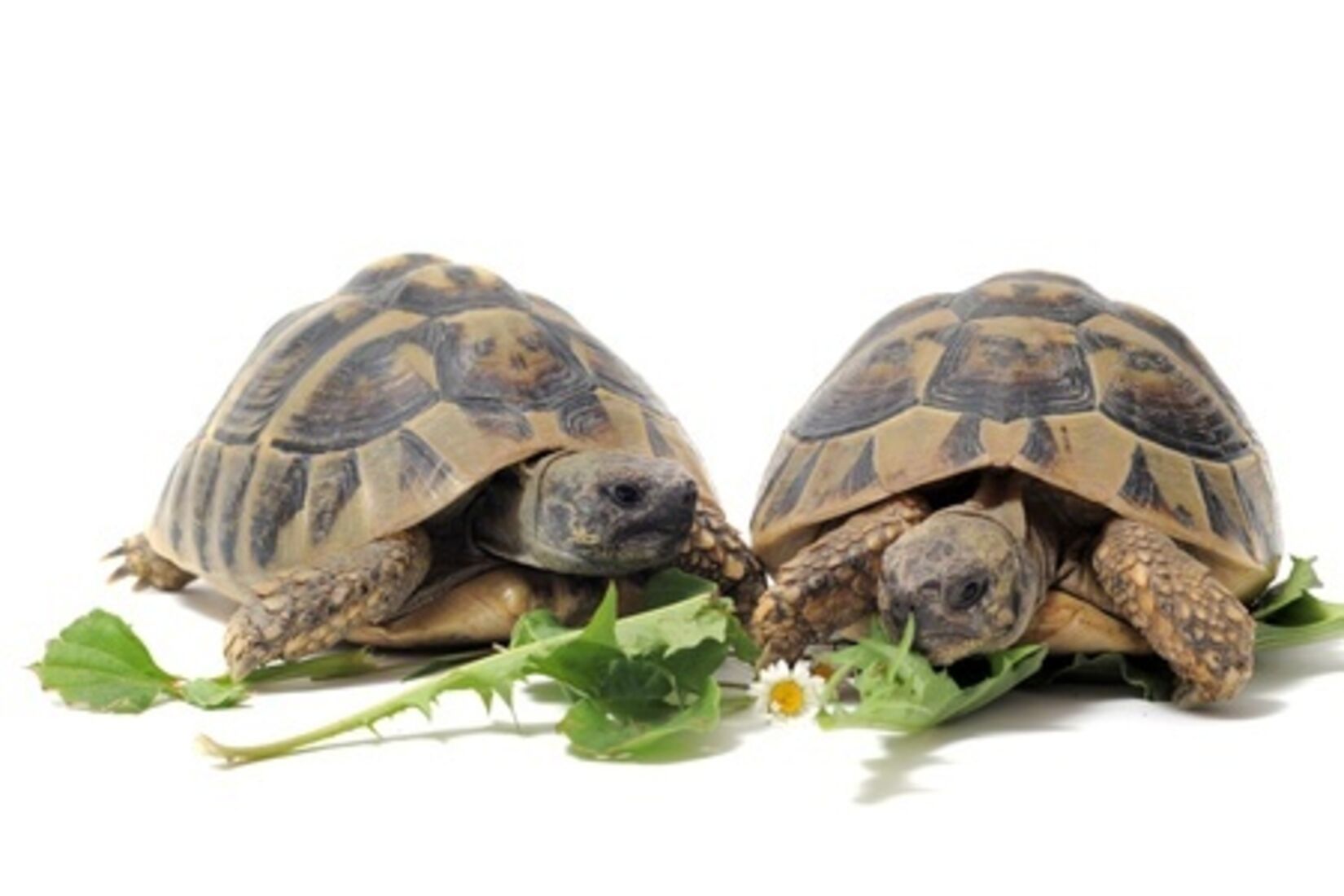 Tortoise Care