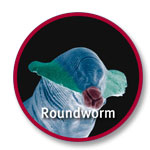 worm_roundworm