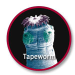 worm_tapeworm