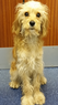 Meet Wilson Our in patient of the day