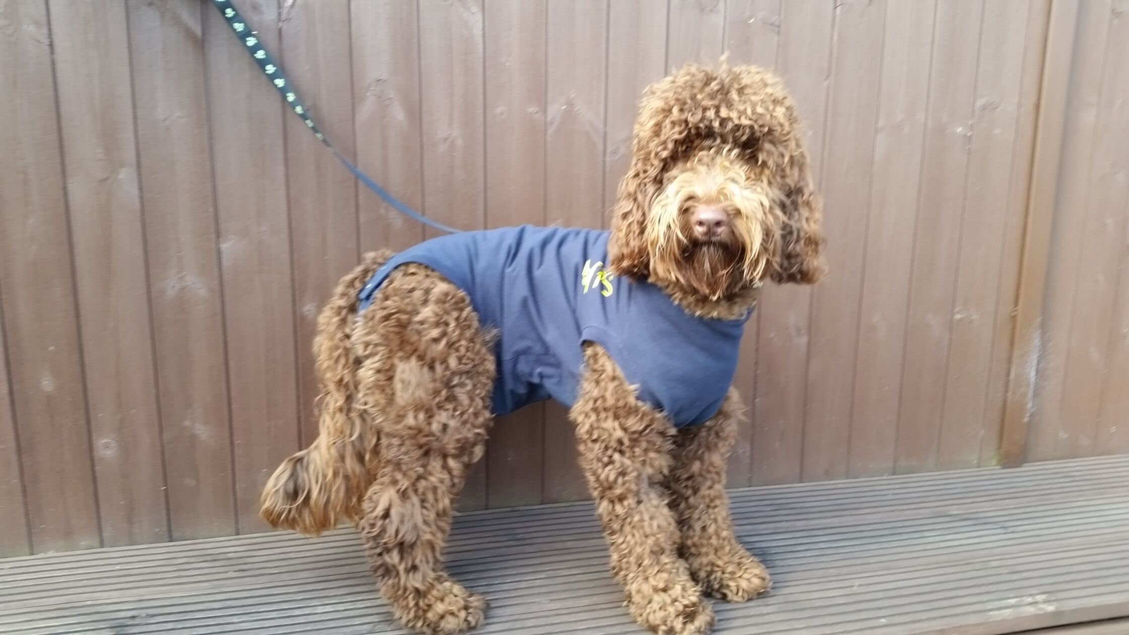 The Medical Pet Shirt alternative to Elizabethan Buster