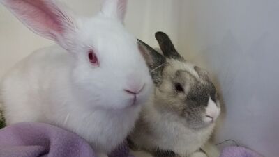 Rabbits together face on