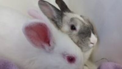 Rabbits together post op
