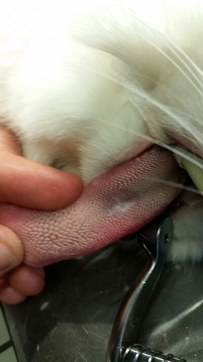 Tongue ulcer due to Calici Virus
