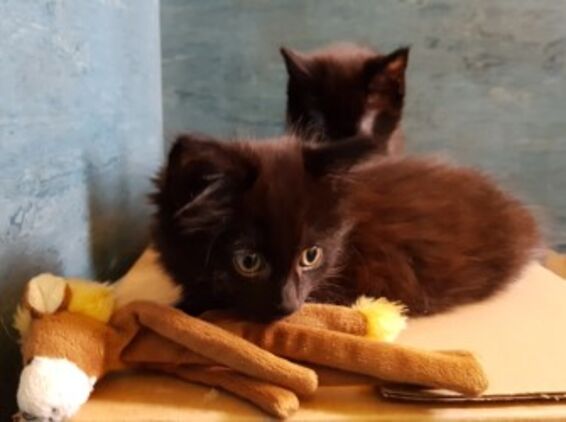 Kittens on box