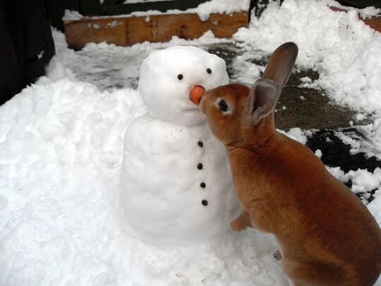 rabbit and snowman