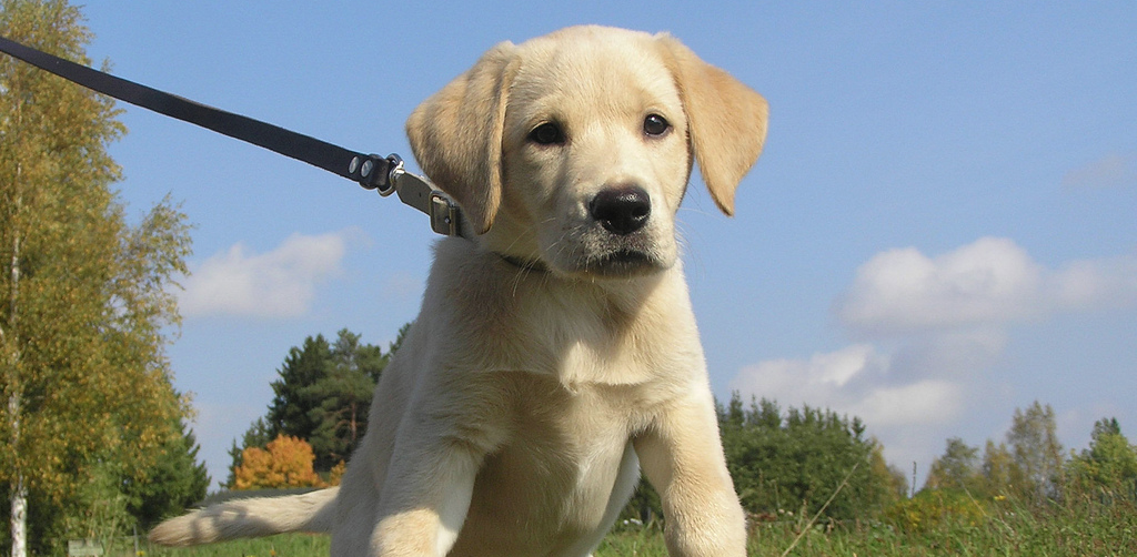 How to stop a labrador from pulling best sale