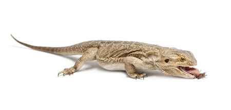 The Bearded Dragon's Diet: What Can They Eat?, Falls Road Animal Hospital