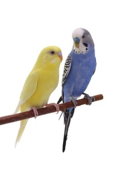 budgie on perch