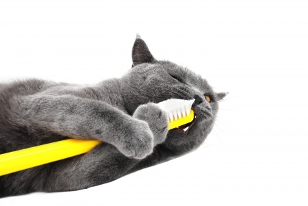 cat brushing teeth on white background