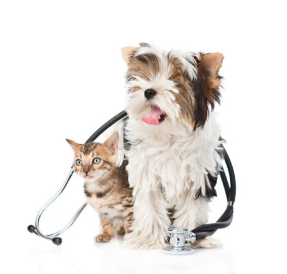 cat dog stethoscope