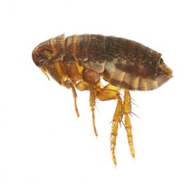 cat flea image