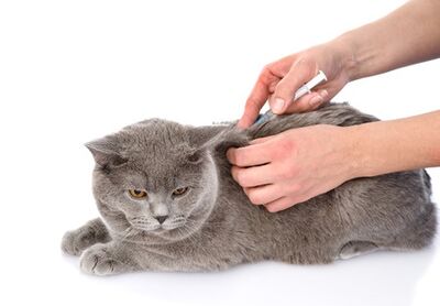 cat injection on white background