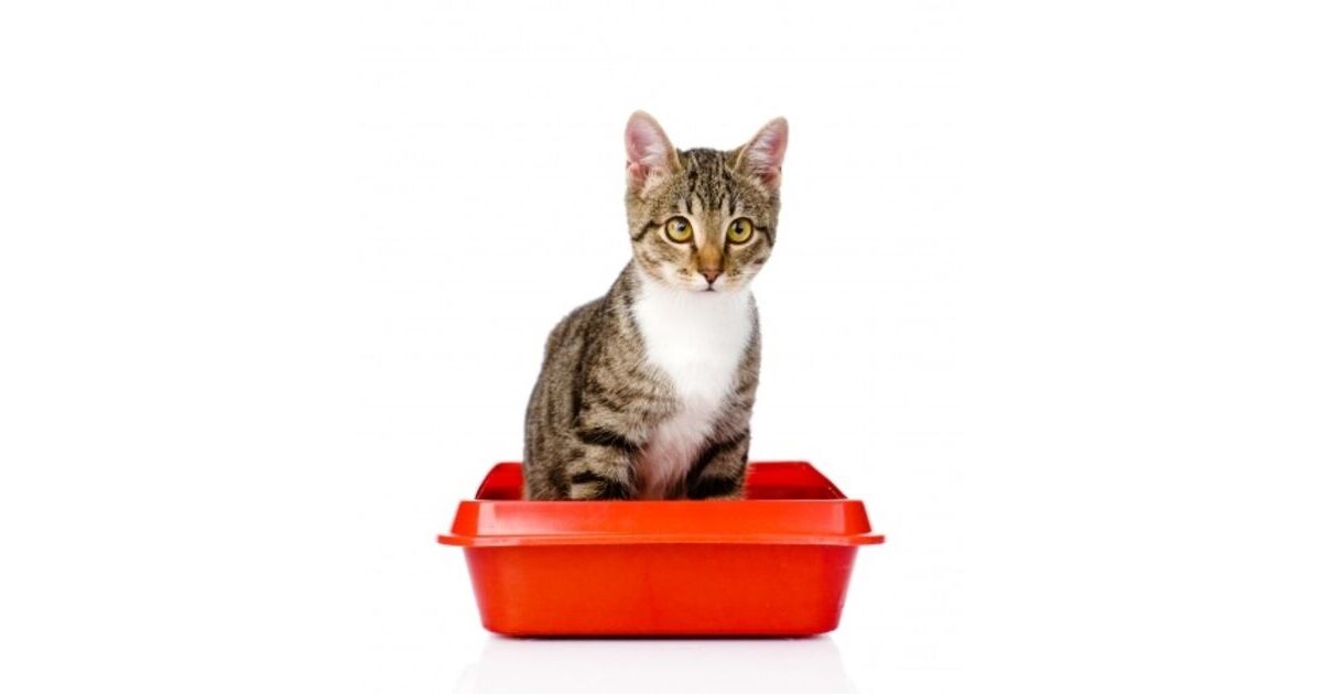 Collect a urine sample cat