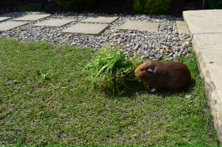 thistle eating grass in garden