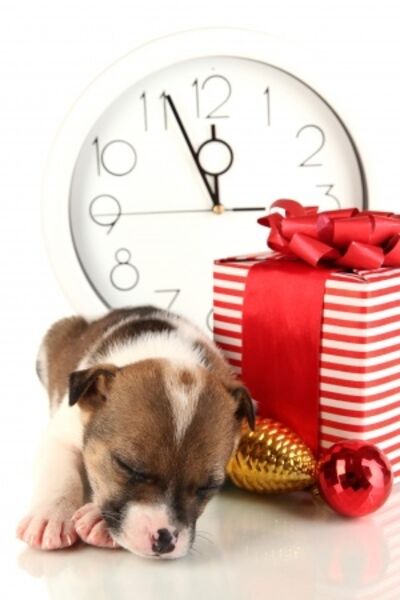 christmas puppy dog with clock and gift
