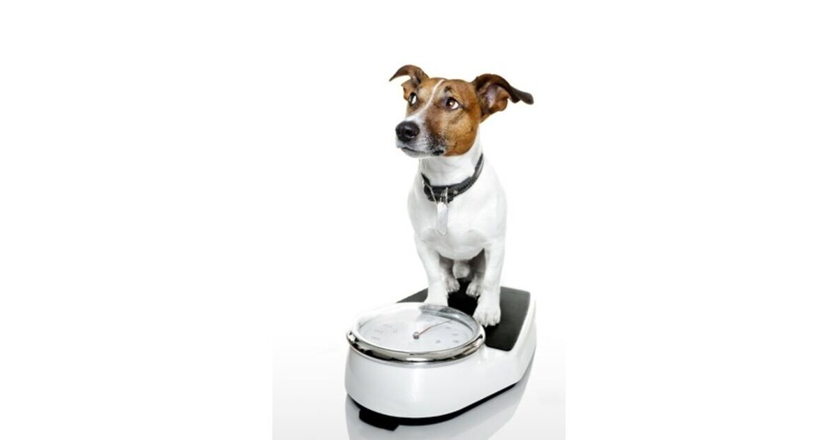 how can i weigh my dog