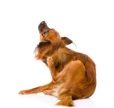 dog scratching on white background