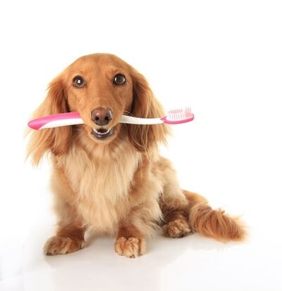 dog with toothbrush