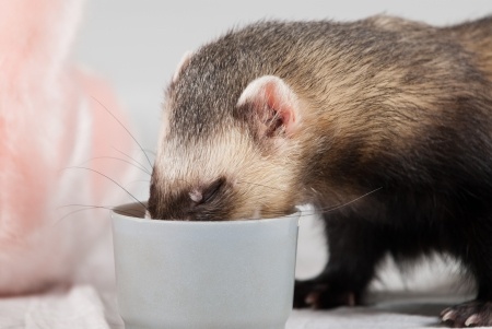 Ferret eating