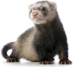 ferret