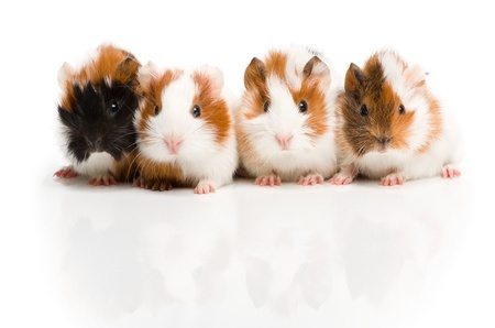 Two's Company: Guinea Pigs