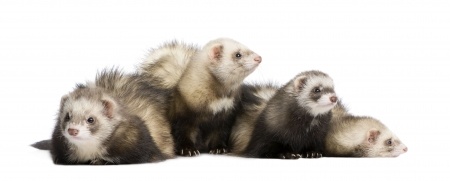 group of ferrets