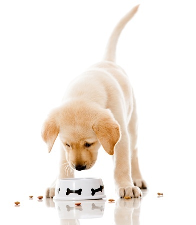 labrador puppy eating from bowl