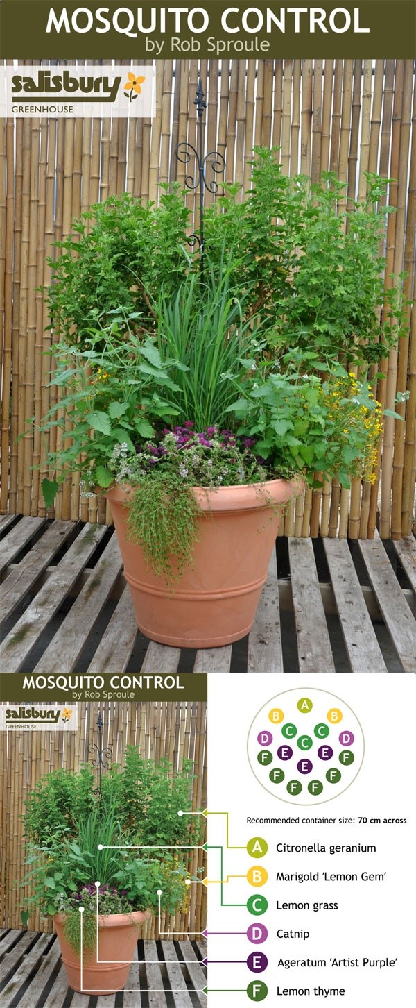 mosquitoe planting