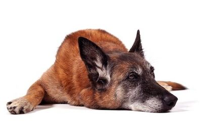 old dog on white background