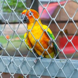 parrot in cage