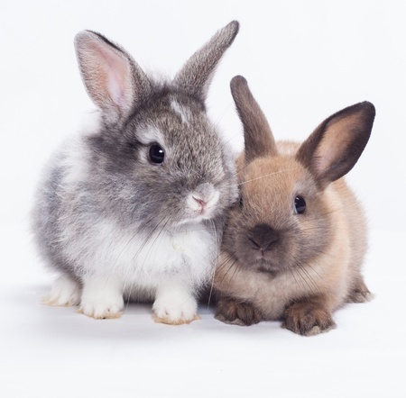 two rabbits on white background