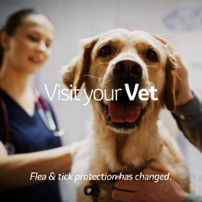 visit your vet