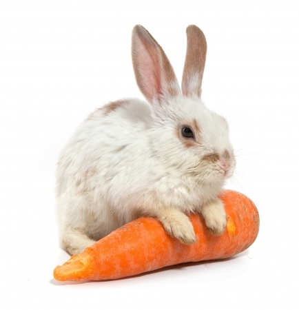 white rabbit sitting on carrot