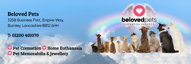 Cat Ashes Hyderabad Animal Cremation Near Me Beloved Pets