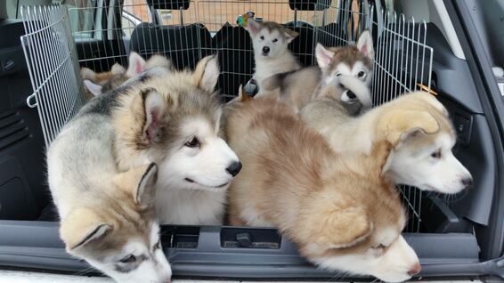 Alaskan Malamute puppies